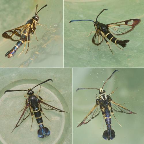 Synanthedon sp.